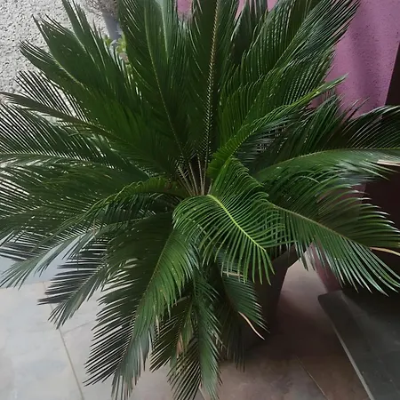Casa Neus El Arrabal de Coll d'Arbos